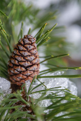 pine cone on a branch