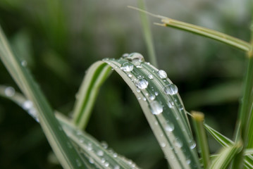 dew on the grass