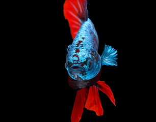 Siamese fighting fish,Betta splendens,blue fish, black background, Halfmoon Betta.