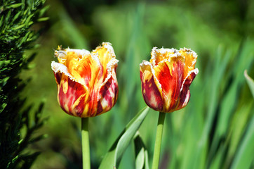 red and yellow tulips in spring