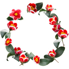 red flower of camellia on a white background