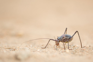 Ground cricket