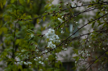 apple tree