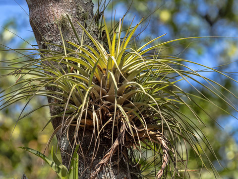 Tree covered with bromelias of the genus Tillandsia, Honduras