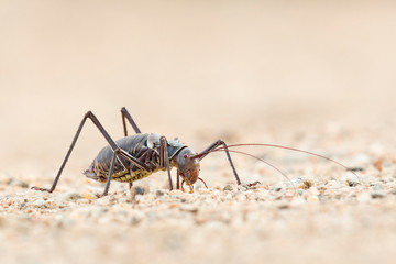Ground cricket