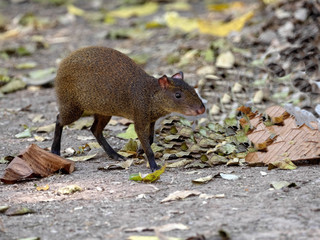 Central American agouti, Dasyprocta punctata, looking for food, Honduras
