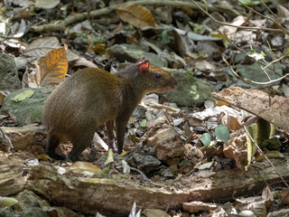 Central American agouti, Dasyprocta punctata, looking for food, Honduras