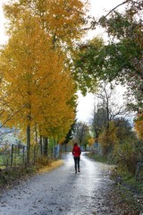 Fototapeta premium Woman walking on misty autumn forest road .turkey