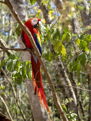 Scarlet Macaw, Ara macao, is abundant in Copan National Park, Honduras