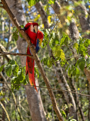 Scarlet Macaw, Ara macao, is abundant in Copan National Park, Honduras