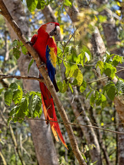 Scarlet Macaw, Ara macao, is abundant in Copan National Park, Honduras