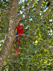 Scarlet Macaw, Ara macao, is abundant in Copan National Park, Honduras