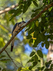 Black-throated calocitta, Calocitta colliei, is a loud attractive bird, Honduras