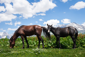Horses eat grass and graze in green mountain meadow in Georgia near the village of Mestia