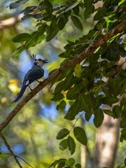 Black-throated calocitta, Calocitta colliei, is a loud attractive bird, Honduras