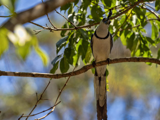 Black-throated calocitta, Calocitta colliei, is a loud attractive bird, Honduras
