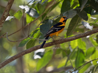 Altamira oriole, Icterus gularis is a brightly colored bird, Honduras
