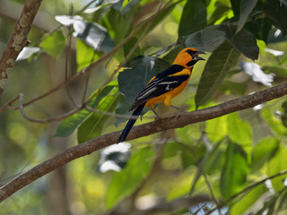 Altamira oriole, Icterus gularis is a brightly colored bird, Honduras