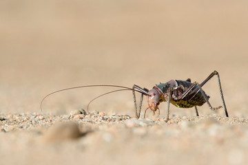 Ground cricket