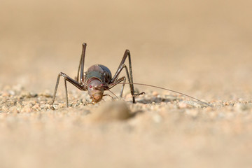Ground cricket