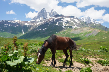 Fototapeta na wymiar Horse eating green fresh grass in mountain valley in Svaneti Georgia