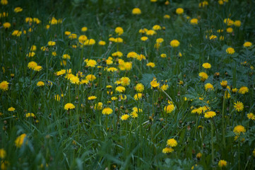 dandelions