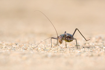 Ground cricket
