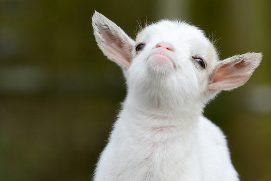 head from white goat kid
