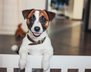 Cute happy Puppy Dog Jack Russell terrier looking at camera in home