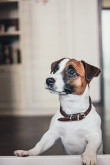 Cute Puppy Dog Jack Russell terrier looking at camera in home