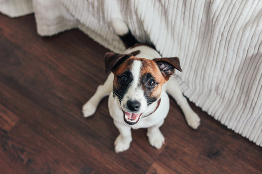 Cute Puppy Dog Jack Russell terrier looking at camera in bedroom