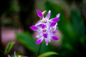 Beautiful purple orchids on the blur background in the orchids garden