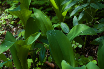 lilies of the valley