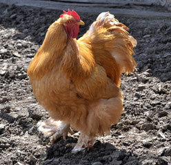 In the rustic yard cock