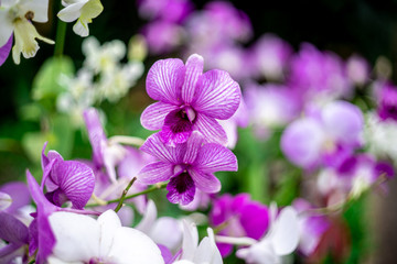 Beautiful purple orchids on the blur background in the orchids garden
