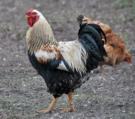 In the rustic yard cock