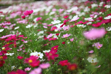 色とりどりのコスモス