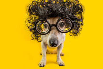 Nerd smart dog in curly black wig and glasses. study student exam. BAck to school pet. Yellow...