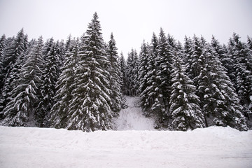 Winter wonderland. Beautiful landscape with white snow over forest. Pine trees and forest covered with white, fluffy snow. Mountains and hills in ski resort, in countryside. Jasna, Slovakia.