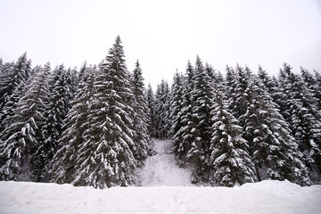Winter wonderland. Beautiful landscape with white snow over forest. Pine trees and forest covered with white, fluffy snow. Mountains and hills in ski resort, in countryside. Jasna, Slovakia.