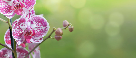 beautiful pink and white orchid on green background in panoramic size