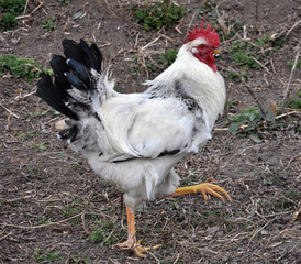In the rustic yard cock