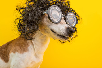 Smiling Smart professor nerd dog portrait in black curly wig and glasses. Funny pet. Yellow...