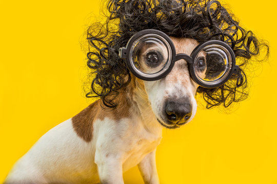 Curious nerd smart dog face in round professor glasses and curly black afro style hairstyle. Education. Yellow background