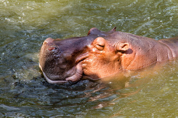 Hippopotamus waiting for feed by human