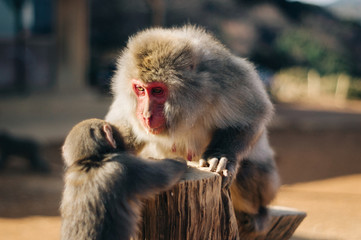 Japanese macaque staring into eyes