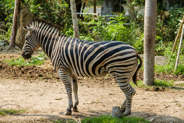 Zebra standing under the shade of a tree to evade hot weather
