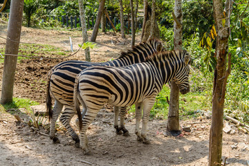 Fototapeta na wymiar Zebra standing under the shade of a tree to evade hot weather
