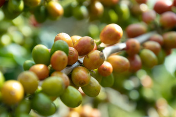 Coffee bean in coffee tree plantation.Fresh green and red berry of coffee in organic farm.