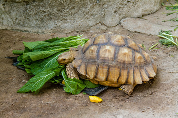 African spurred tortoise (Centrochelys sulcata) or sulcata tortoise eating vegetables